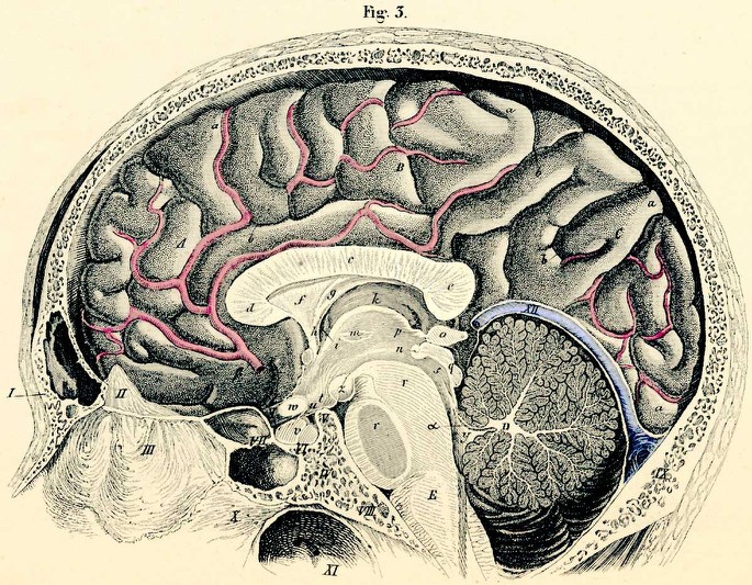 Glândula Pineal: será o ponto de ligação entre o corpo e a alma?